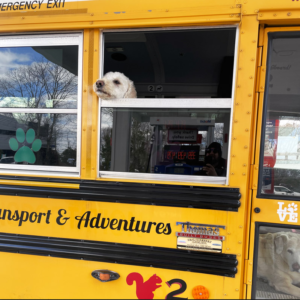 bus-k9-dog-school-bus-side-walker-south-shore-massachusetts-scituate-marshfield-norwell-cohasset-doggy-daycare-30