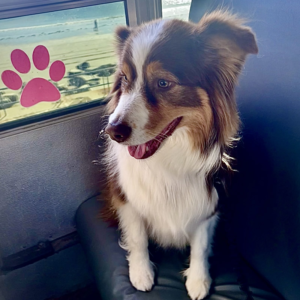 bus-k9-dog-school-bus-side-walker-south-shore-massachusetts-scituate-marshfield-norwell-cohasset-doggy-daycare-30