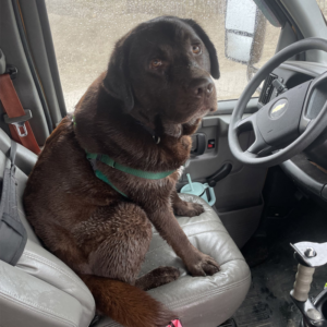 bus-k9-dog-school-bus-side-walker-south-shore-massachusetts-scituate-marshfield-norwell-cohasset-doggy-daycare-30