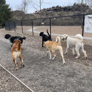 bus-k9-dog-school-bus-side-walker-south-shore-massachusetts-scituate-marshfield-norwell-cohasset-doggy-daycare-30
