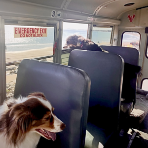 bus-k9-dog-school-bus-side-walker-south-shore-massachusetts-scituate-marshfield-norwell-cohasset-socialize-hull-doggy-daycare-30
