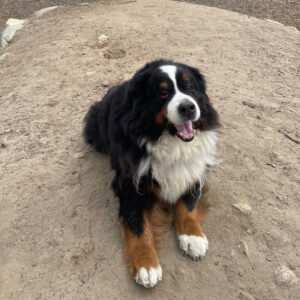 bus-k9-dog-school-bus-side-walker-south-shore-massachusetts-scituate-marshfield-norwell-cohasset-doggy-daycare-30
